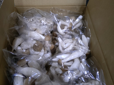 朝採り!!　"カットぶなしめじ"詰め合わせ たっぷり8袋セット