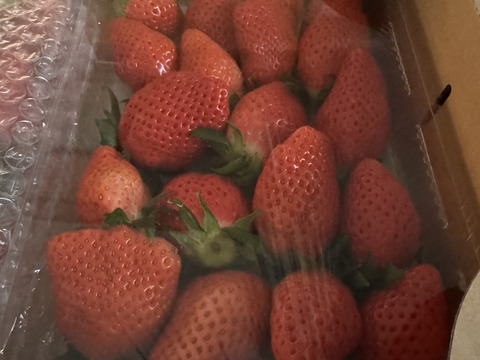 去年のコース商品と同じ品【大容量お得パック、2年連続品評会入賞🍓】やよいひめ 1kg どこにも無い味の濃さを皆様の元へお届けしたいと思いで作っているイチゴです