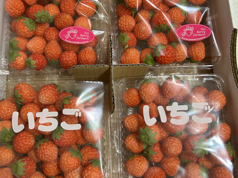 訳あり 小粒 高級いちご「桃薫」1000ｇ【トッピングなどに最適な小粒タイプ】 チルド ジャム用 加工用 イチゴ 苺 ジャム 加工 品種おまかせ 完熟 新鮮 お取り寄せ  自宅用 訳アリ わけあり