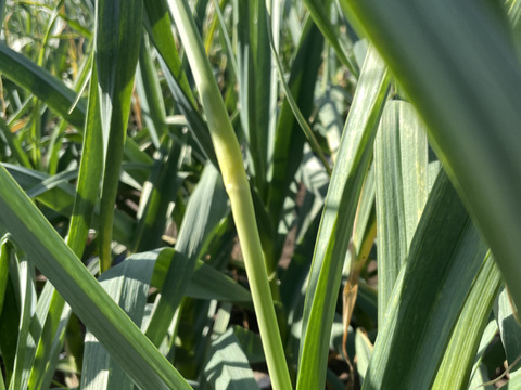 【期間限定】今が旬！にんにくの芽　1kg（250g×4）