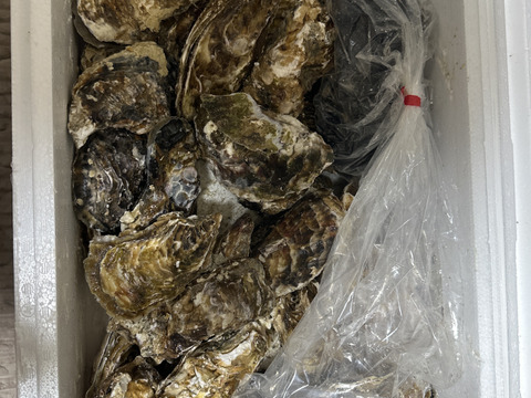 🦪 生食用４ｋｇ 殻付き 牡蠣 （28〜55粒）牡蛎 殻付き牡蛎 kaki カキ 松島牡蠣屋 BBQに最適🔥 海産物 オイスター oyster 😋生牡蠣【冬ギフト】