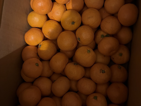 【お待たせしました】
5キロ箱【超小粒】
見た目より味が濃い♪
まーくん家のちっちゃなみかん