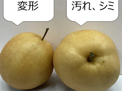 【家庭用】【4玉入】梨の王様「新高梨」食べ応え抜群！