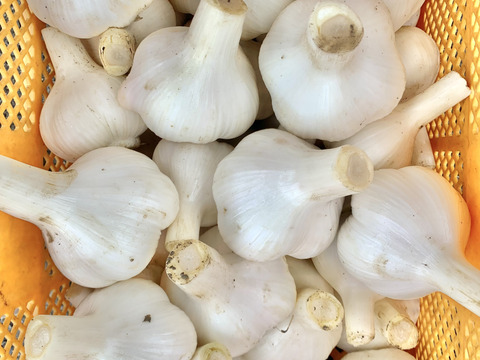 【自然農ジャンボニンニク】令和7年度産 1Kg、自然の恵100%、無施肥・農薬不使用