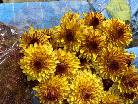 【訳あり⠀】葉っぱなしスプレーマム10本セット