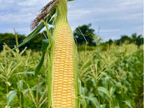 すずなり！とうもろこし(ゴールドラッシュ)5本入り