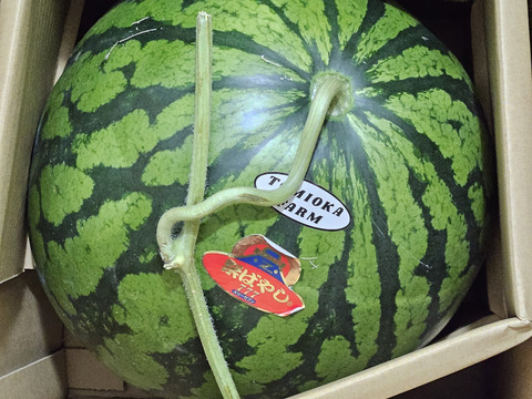 【2026年春！】熊本発！春の大玉スイカ1玉