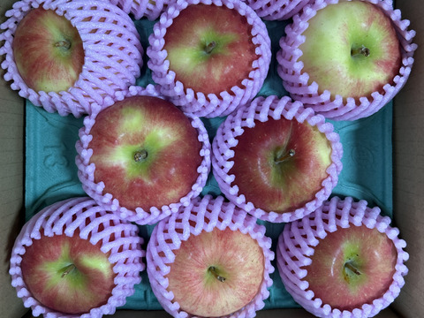 収穫中残り50ケース🧑‍🌾🍎【秒でシーズン終わります】夏あかり3キロ箱