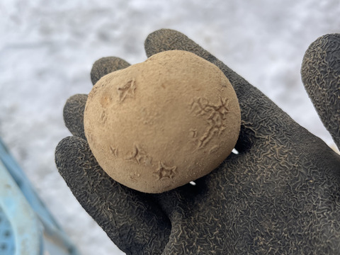 北海道産　じゃがいも(キタカムイ) 10kg B品　サイズ混合
