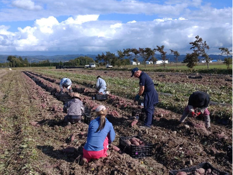 北海道産さつまいも『紅あずま』10kg