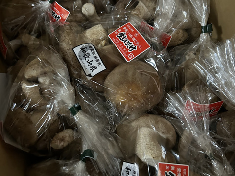 4㎏業務用！菌床生しいたけ　小さくても美味しい（４kg）