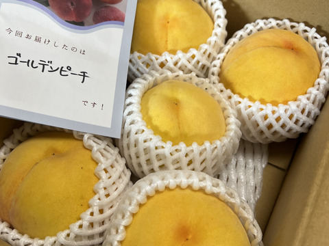 そろそろ終わり！大人気！【まるでマンゴー!?】ゴールデンピーチ!!1.5kg