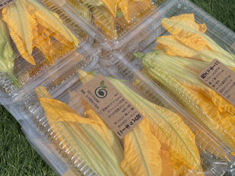 【希少野菜】花ズッキーニ　12輪（雄花）