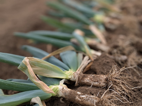 《L~3Lミックス,10~14本》下仁田町産 下仁田ねぎ 極上の甘みととろける食感！（贈答用/ご家庭用）【冬ギフト】