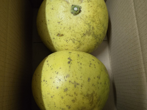 ★完全自然栽培品　晩白柚　（文旦）　ザボン　2玉