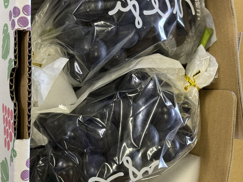 ぶどう【ブラックビート】1kg〜1.2kg前後(2〜3房) 山梨県産　種なし『常温便』