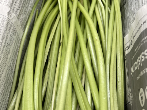 【朝採り当日発送】120年守る安曇野の湧水育ち。新鮮！シャキシャキ「茎わさび1kg」
