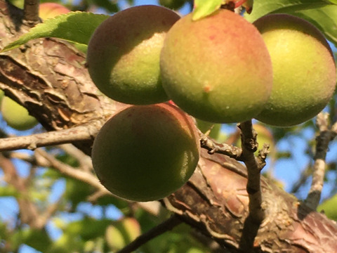 純粋な自然栽培で甦る―本来の旨味、小梅(青梅)　　自然栽培　1㎏