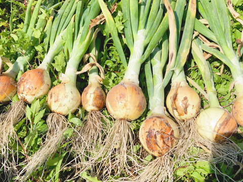 3kg【固定種の玉ねぎ】農薬不使用🧅野菜　自然の甘味！