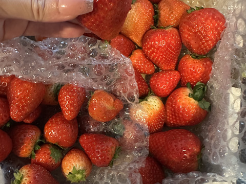 シーズン残りわずか！栃木県産とちあいか！たっぷり約1kg！規格外のため格安！甘くて酸味が少ない品種です！