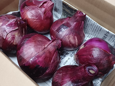 サラダにはこれ‼️甘くてジューシー大玉赤玉ねぎ