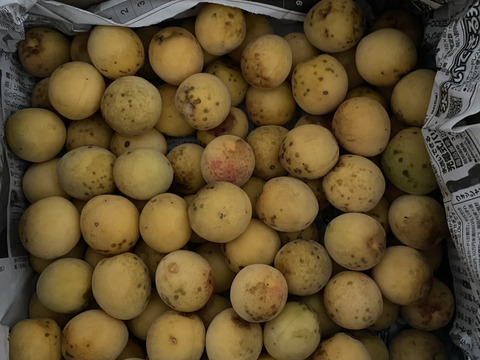 訳あり、自然のままの3cm前後の完熟梅1.8㎏！自然豊かな山梨県上野原より