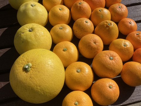 【訳あり】 柑橘食べ比べ5kg】晩白柚・はっさく・ネーブル・チャンドラ 果物