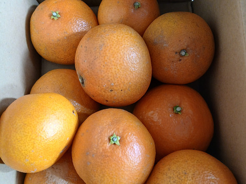 【今期最後はやっぱりこまどんなで！】【！祝！愛媛県出身たくろうM-1優勝セール！！無くなるまでやります！】愛媛が誇る高級柑橘　ふぞろいのこまどんなたち　2kg〜（14個前後）（ご家庭用）