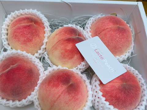 7月発送！限定30箱】乳酸菌で大切に育てた特別な桃《プレミアム
