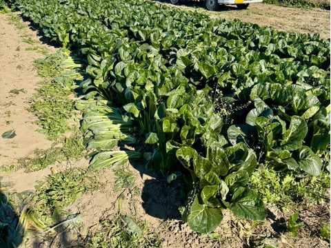 1袋149円！きゅうり社長の不揃い【小松菜】5kg  約14袋 数量限定／朝どり新鮮／常温配送