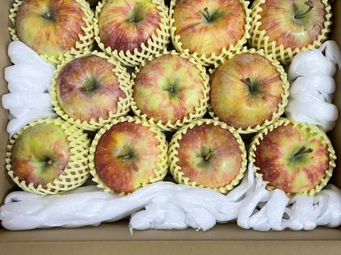 【家庭用】シナノリップ 約2.5kg(7-14玉)甘くてジューシーな夏りんご 8月中旬頃 #NAR0B025