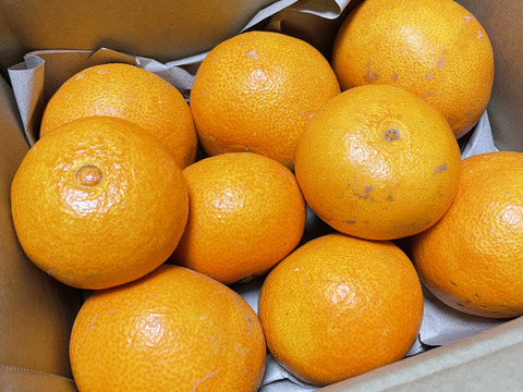 【ゼリーのようなプルプル食感】まどんな 2kg【家庭用】【冬ギフト】