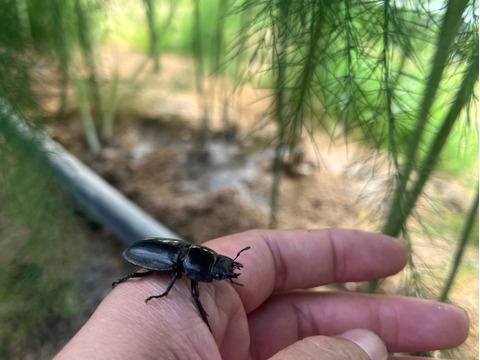 ふぁふぁふぁーむのやさしいアスパラガス500g