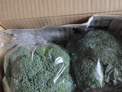 ブロッコリー採りたて新鮮！〈約1400g〉