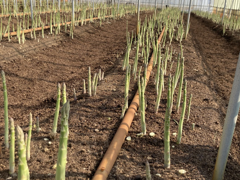 島根県出雲市産アスパラガスLサイズ1ｋｇ