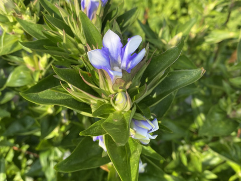 りんどう　混色　30本　クール便