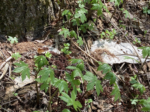 【予約開始】東北では絶大な人気❗❗だけどまだまだマイナーな山菜「しどけ（モミジガサ）」雫石町産１００％天然物　５００ｇ　皆様の推し💖でメジャーに昇格させてやって下さい🙇‍♂️