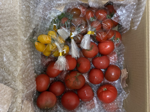 【新年度割引中】【食べ比べ 3.5kgセット】🍅規格外トマト3.3kg(10〜25玉)・カラフルミニトマト500gの 食べ比べ セット🍅総量3.8kg  【母の日ギフト】