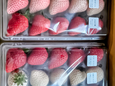 紅白いちご６品種食べ比べセット　240g×2p　【冬ギフト】