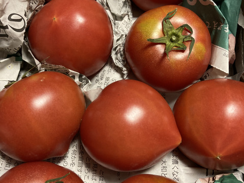 毎食トマト！バクバク食べちゃう栄ちゃんトマト　食べやすい小さめサイズ