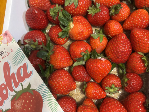 【訳あり！】あまりん大容量６５０ｇ以上