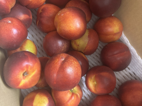 ネクタリン　訳あり4キロバラ詰め