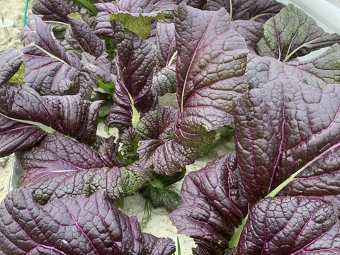 【福袋】玉ねぎ4kg🧅とキヌヒカリ玄米2kgその他葉物野菜など3種類以上の野菜セット