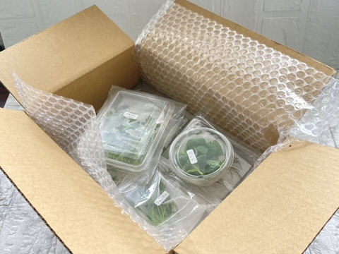 【週末発送★数量限定】マイクロハーブ　5種セット/各２g