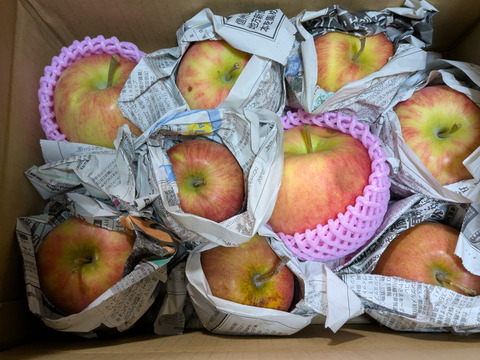 家庭用 希少りんご！シナノドルチェ 約2kg 信州りんご：長野県産の