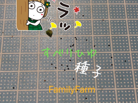 滑莧（すべりひゆ）３抜き苗★オメガ３脂肪酸：ＡＬＡ＆ＥＰＡも含む希少食材🍀葉野菜Ｎｏ１含有量🍀スーパーフード０６／０１～０７／３１