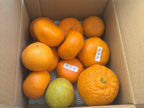 【柑橘食べ比べ】甘～いみかん！お手頃価格で食べきりサイズ！旬のこだわり柑橘をまるごと楽しむ！４～５種類入り！何の品種が入っているか「お楽しみかん」 ご家庭用　約2kg入２箱セット【商品番号999-2】