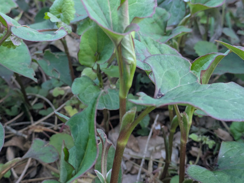 どくだみの葉　天然　山菜　薬草　約100-150ｇ程度　サイズバラバラ