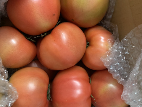 【大容量・超訳アリ】6.0 kg 凝縮大玉塩フルーツトマト