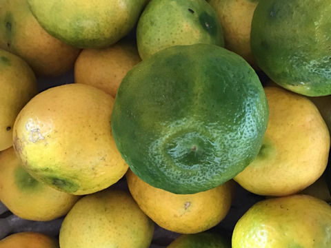 最終黄色くなってきました。訳あり幻の柑橘「木酢」酢みかん約4キロ(すだちと同等品)お